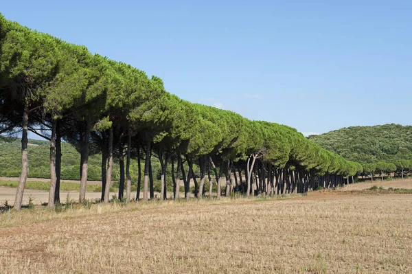 Pine Avenue Tuscany — Stock Photo, Image