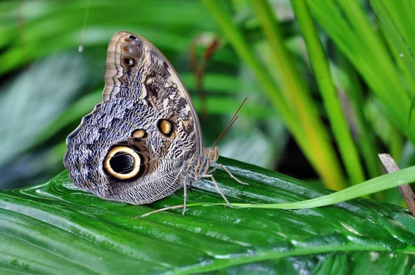 Nahaufnahme Von Schönen Bunten Schmetterling — Stockfoto