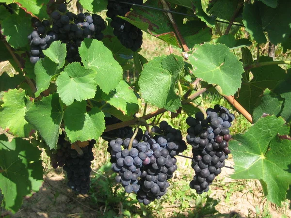 Uvas Que Crecen Viñedo — Foto de Stock