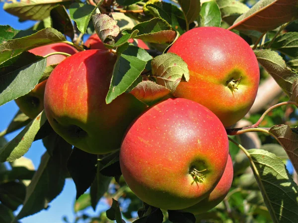 Стиглі Яблука Дереві — стокове фото
