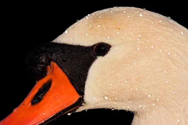 Kuğu Kuşu Vahşi Yaşam — Stok fotoğraf