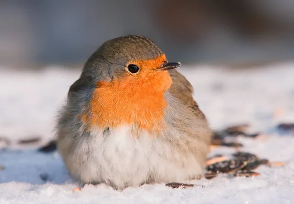 Scenic View Beautiful Robin Bird Nature — Stock Photo, Image