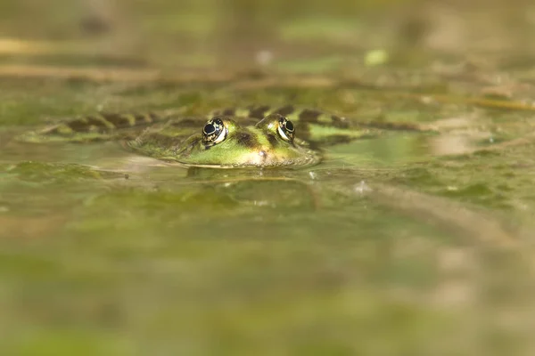 Βάτραχος Αμφίβιο Ζώο Λίμνης — Φωτογραφία Αρχείου