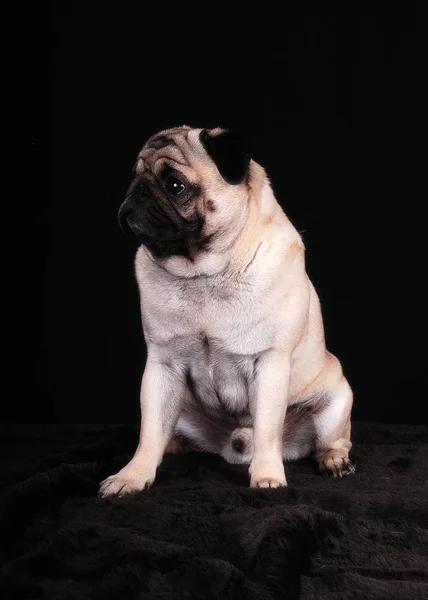 Cachorro Porco Animal Estimação — Fotografia de Stock