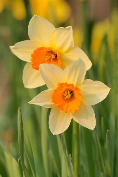 Narciso Pétalas Flores Primavera Flora — Fotografia de Stock