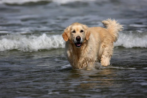 Cane Golden Retriever Sulla Spiaggia — Foto Stock