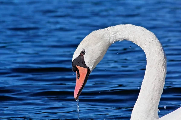 Vue Panoramique Cygne Majestueux Nature — Photo