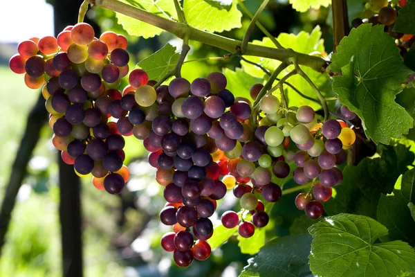 Uvas Que Crecen Viñedo — Foto de Stock