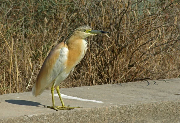 Vue Panoramique Bel Oiseau Nature — Photo