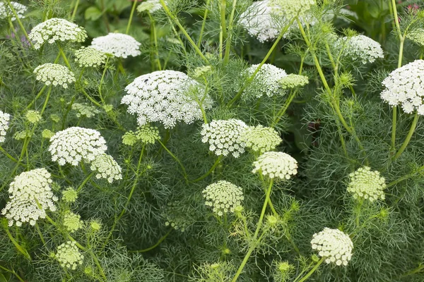 Cartilage Furniture Ammi Majus — Stock Photo, Image