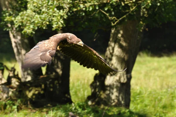 Bird Park — Stock Photo, Image