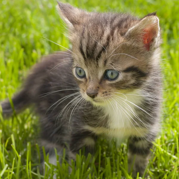풀밭에 고양이 — 스톡 사진