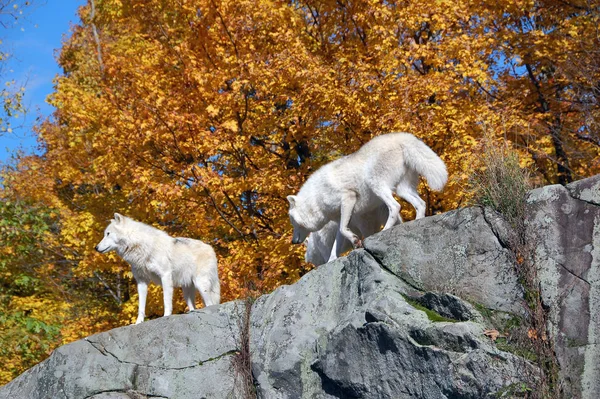 自然の中での野生のオオカミの景観 — ストック写真