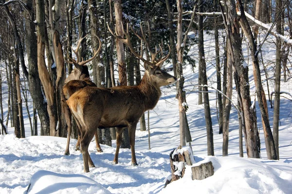 Verschiedene Tiere Selektiver Fokus — Stockfoto