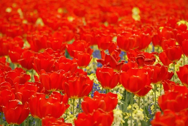 Bellissimi Fiori Tulipani Primaverili Flora — Foto Stock