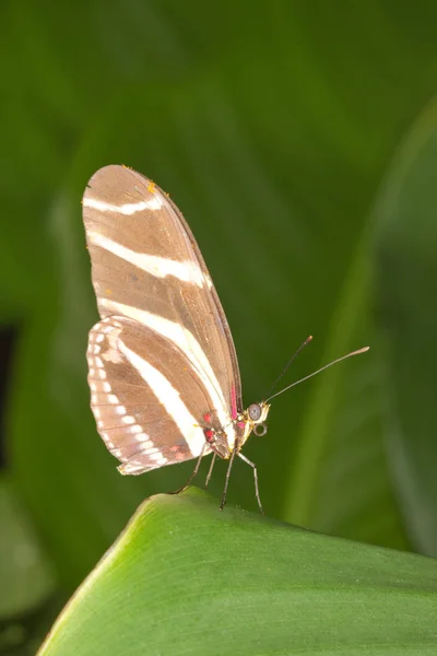 Macrófono Mariposa Cebra —  Fotos de Stock