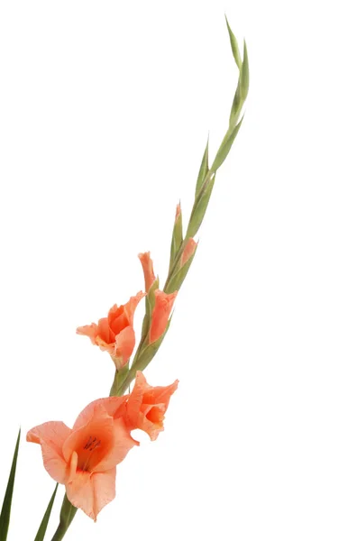 Botanik Bitkisi Gladyatör Çiçeği Yaprakları — Stok fotoğraf
