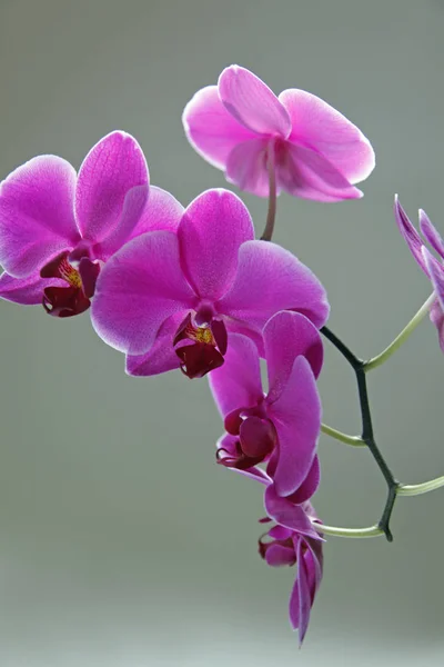 Orkidéblommor Kronblad Flora — Stockfoto