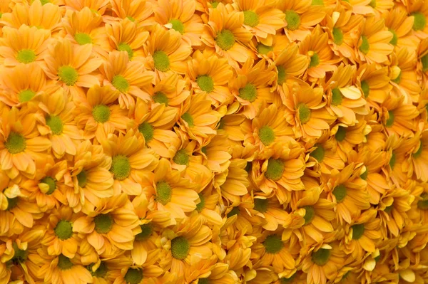 Різні Квіти Вибірковий Фокус — стокове фото