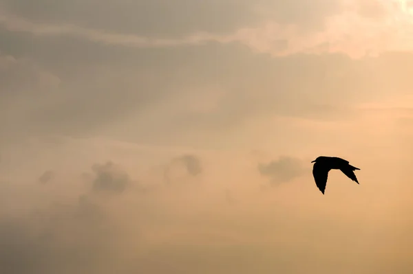 Doğadaki Güzel Martı Kuşlarının Manzarası — Stok fotoğraf