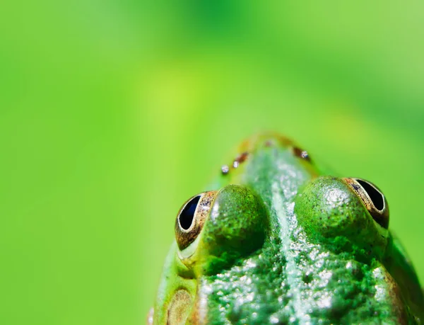 Sapo Retrato Cima — Fotografia de Stock