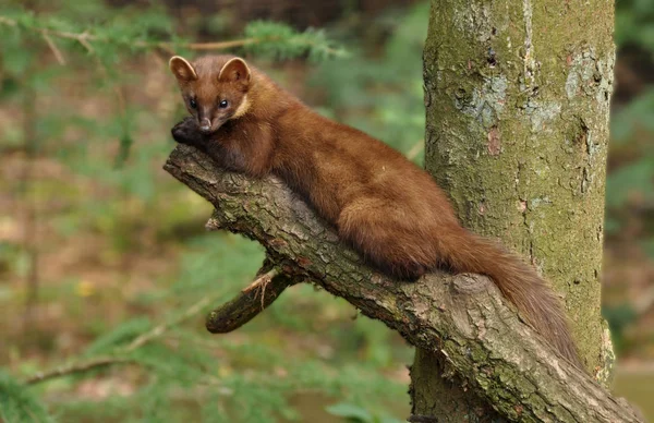 Furry Animal Lying Tree — Stock Photo, Image