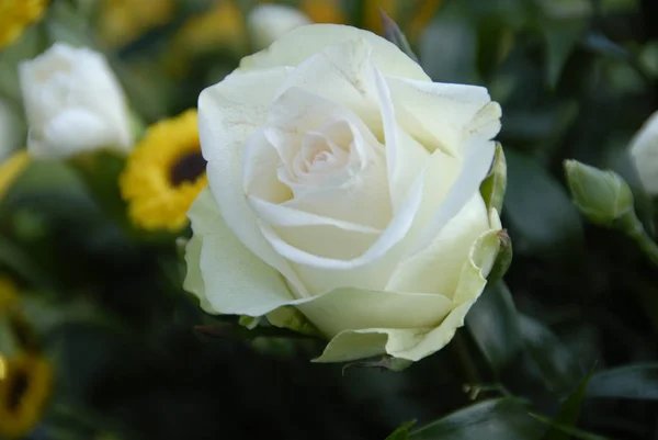 Schilderachtig Uitzicht Mooie Witte Roos Bloem — Stockfoto