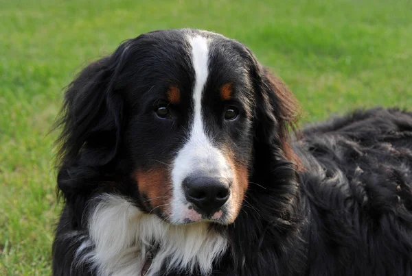 Портрет Чистокровного Гірського Собаки — стокове фото