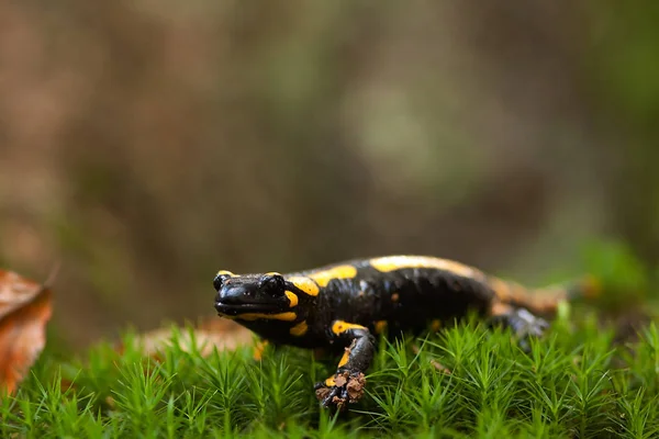 Salamandra Animal Reptiles Lagarto —  Fotos de Stock