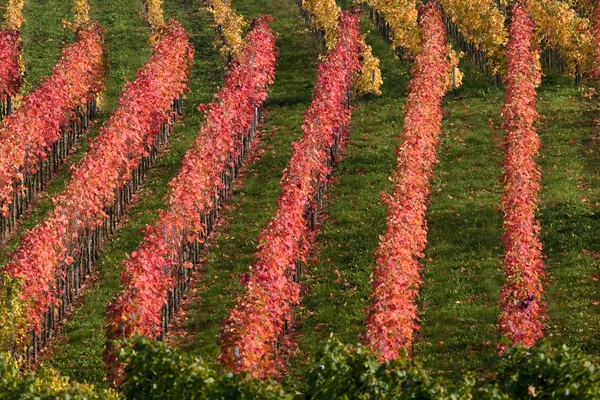 Paisagem Videiras Cultivo Videira Vinho — Fotografia de Stock