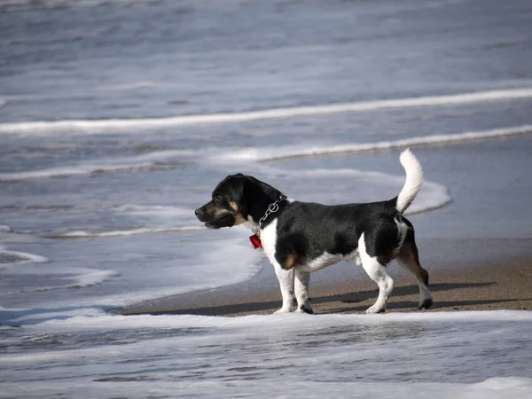 Portret Van Een Schattige Hond — Stockfoto