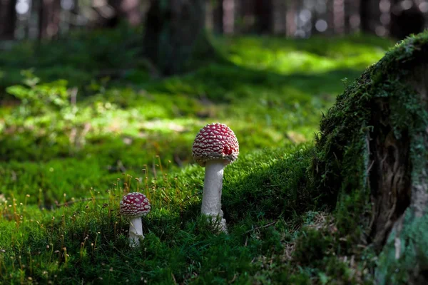 Rostoucí Houby Lese Přírodní Zázemí — Stock fotografie