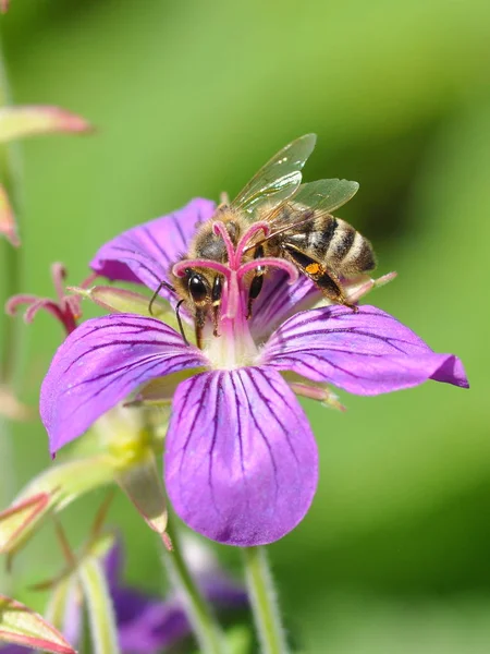 Μέλισσα Στο Γεράνι 119 760 — Φωτογραφία Αρχείου