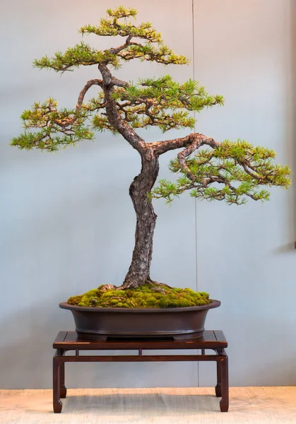 Schotten Grenen Als Bonsai — Stockfoto