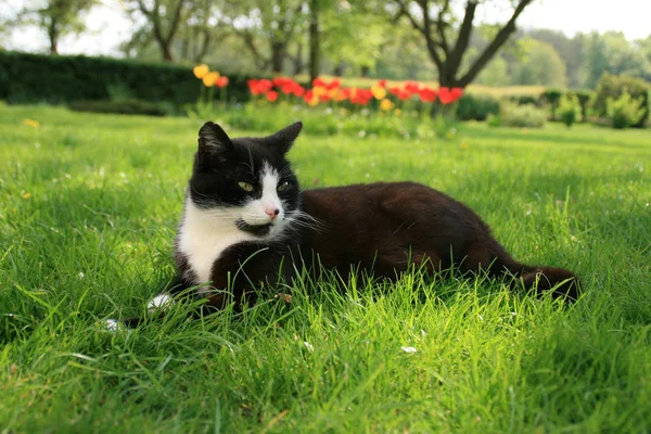 Kleine Flauschige Katze Mit Schnurrhaaren — Stockfoto