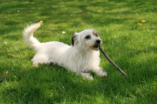 Porträt Eines Süßen Hundes — Stockfoto