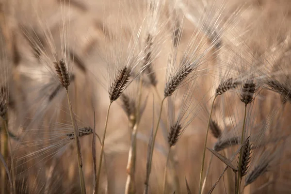 Weizenfeld Getreideanbau Landwirtschaftliche Landschaft — Stockfoto