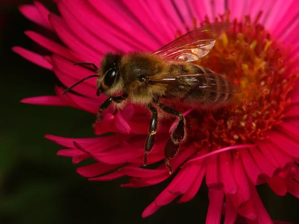 Makro Shot Pszczoła Asternbluete Przed Odlotem — Zdjęcie stockowe