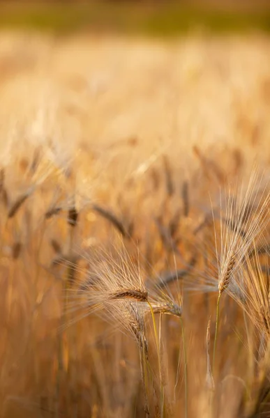 Weizenfeld Getreideanbau Landwirtschaftliche Landschaft — Stockfoto