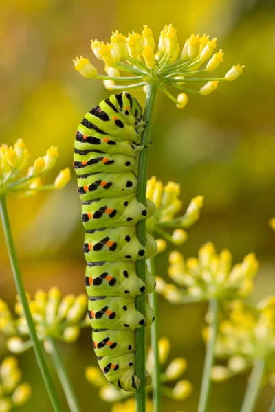 Oude Wereld Zwaluwstaart Rups — Stockfoto