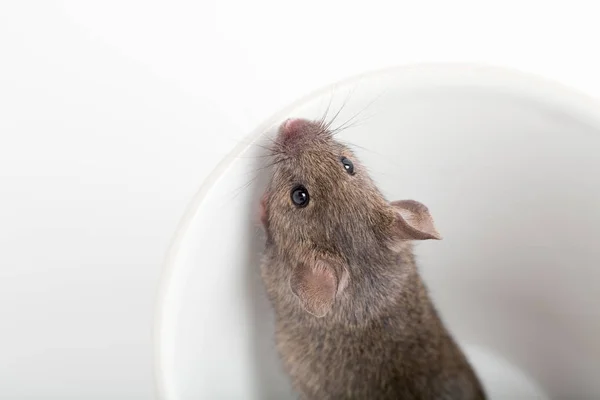 Мышь Чашке — стоковое фото