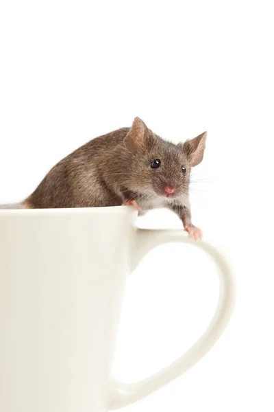 Souris Sur Tasse Café Isolé — Photo