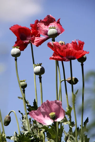 Amapola Contra Cielo Azul — Foto de Stock