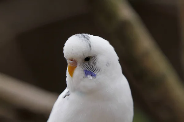 Мальовничий Вид Барвистих Папуг Бургарів — стокове фото