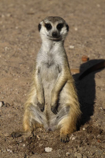 Suricata Suricatta Animali Selvatici Suricata Suricatta — Foto Stock