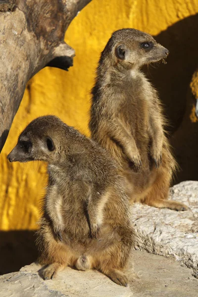 Suricate Suricate Animal Dans Nature — Photo