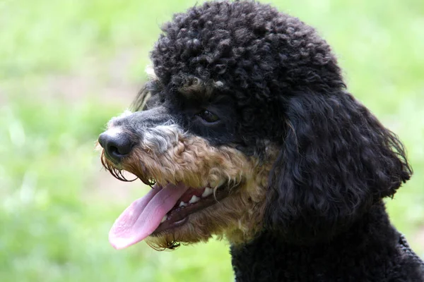 Perro Caniche Raza Pura Perro Rizado —  Fotos de Stock