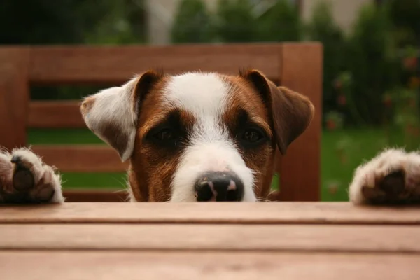 Porträtt Söt Hund — Stockfoto