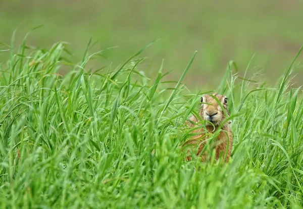 Haas Verstopt Het Gras — Stockfoto