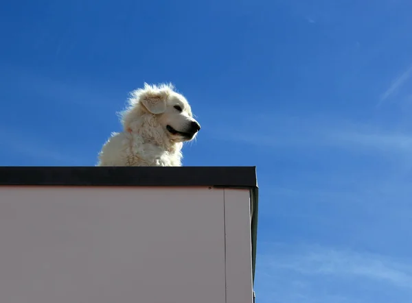 Beautiful Retriever Enjoys Roof Scenic Views — Stock Photo, Image